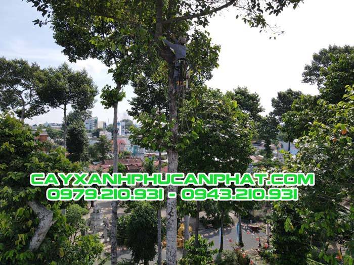 Dich-vu-chat-cay-xanh-quan-9-