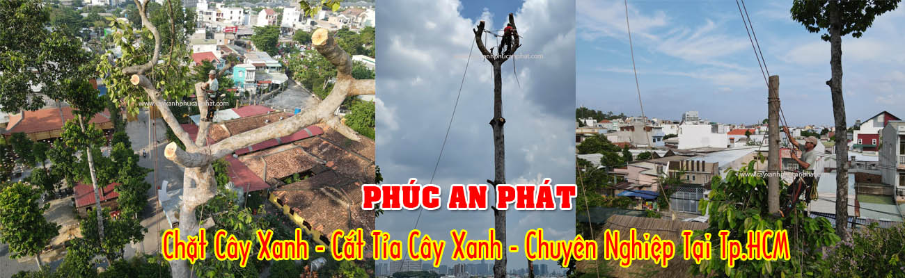 cat cay xanh - chat cay xanh